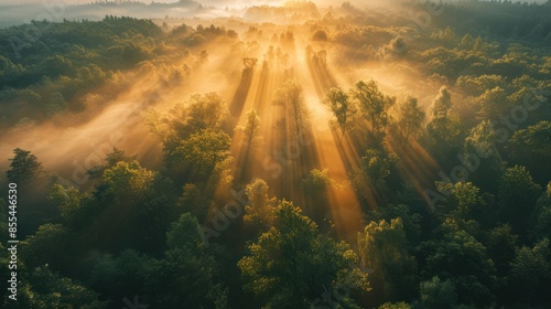 Majestic Sunrise Woodland: Aerial View with Radiant Light Rays Through Trees for Stunning Nature Background © hisilly