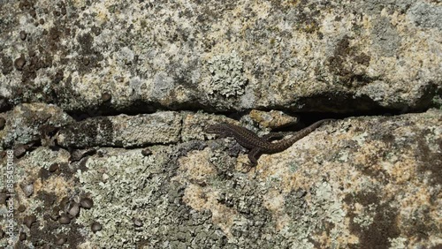Black lizard sitting on granite rock wall at the archaeological site of the historical roman ruins of Citania de Briteiros near Guimaraes and Braga, situated high on hill overlooking the landscape. photo