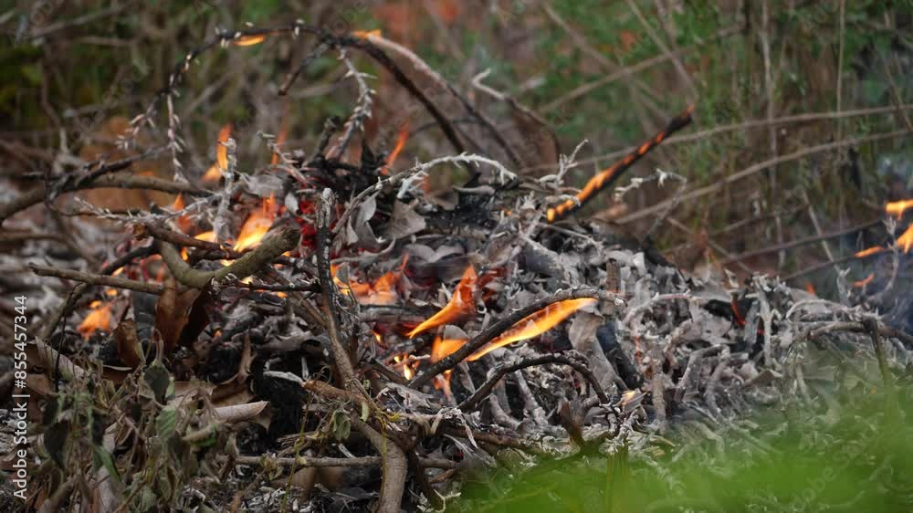 Amidst the flames natures cycle continues Amidst the flames natures cycle continues