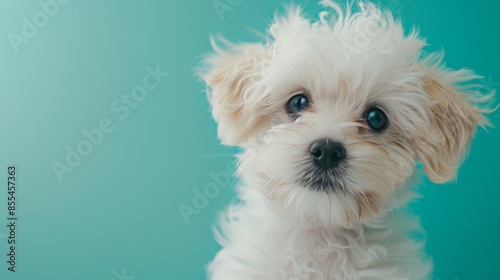Adorable puppy with curly fur on turquoise background, pet portrait © iVGraphic