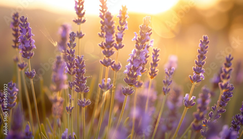 Lavender flowers in bloom