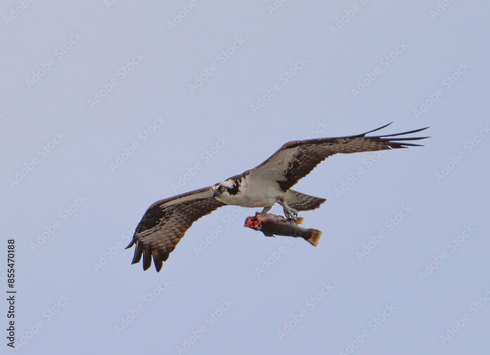 Fototapeta premium osprey in flight with caught fish