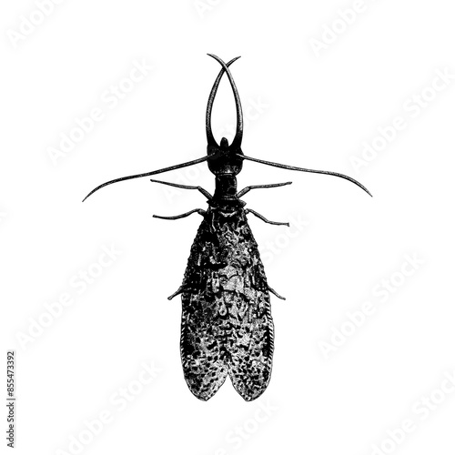 Dobsonfly hand drawing vector isolated on background. photo
