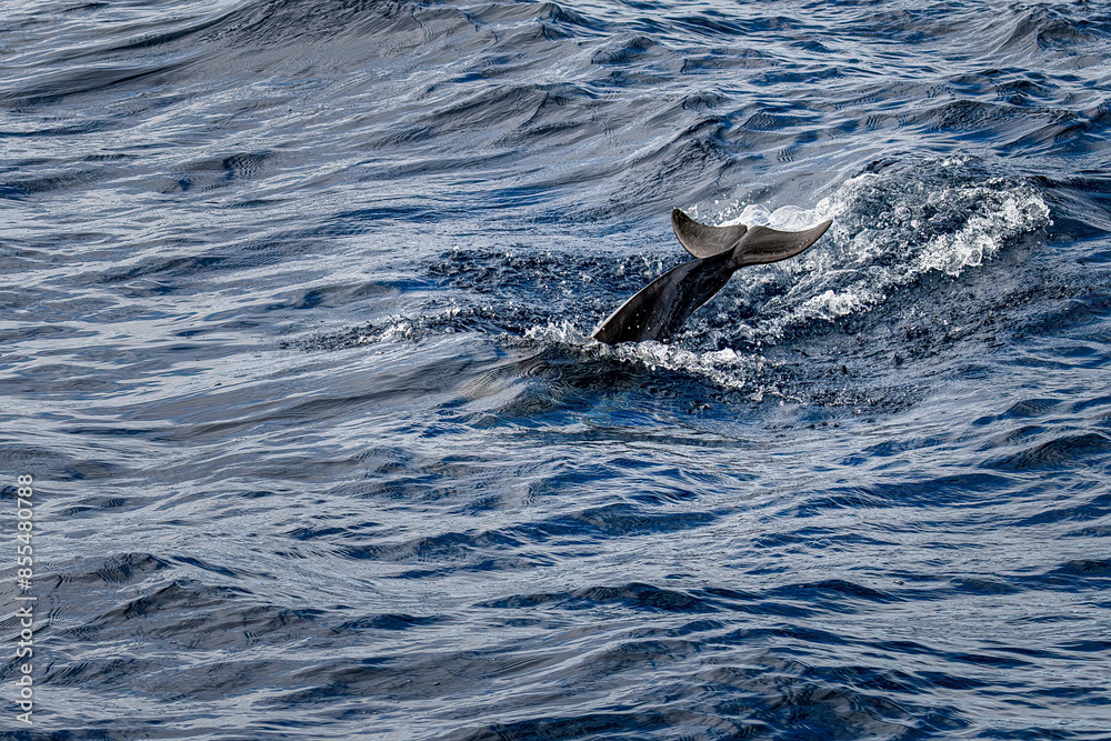 Fototapeta premium Dolphins jumping out from the waters