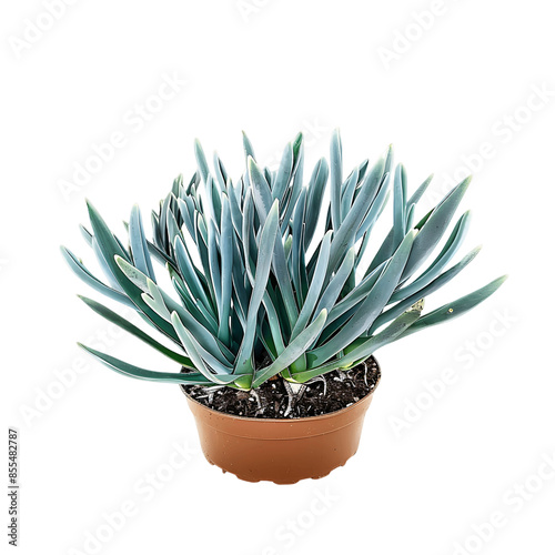 Senecio Mandraliscae Bush Isolated on Transparent photo