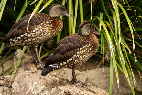 pair of ducks on land