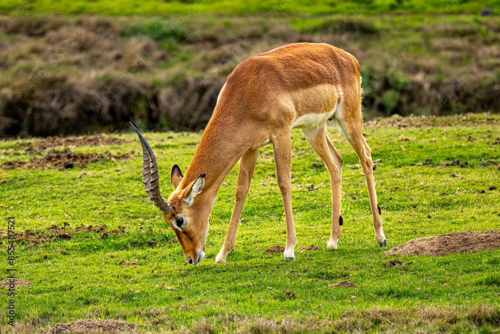 antelope in the grass antelope in the grass