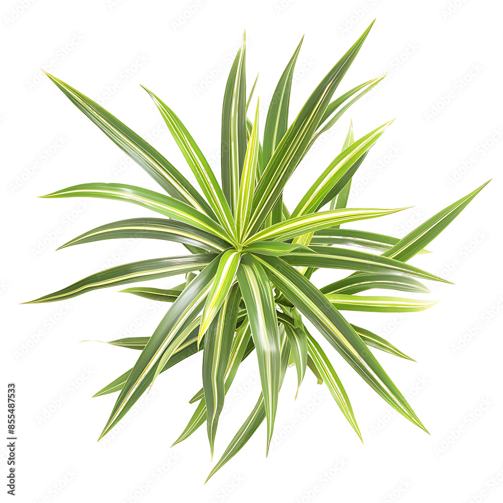 Fototapeta premium Pandanus Baptistii Variegata Isolated on Clear Background