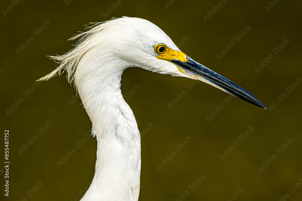 Fototapeta premium great white heron