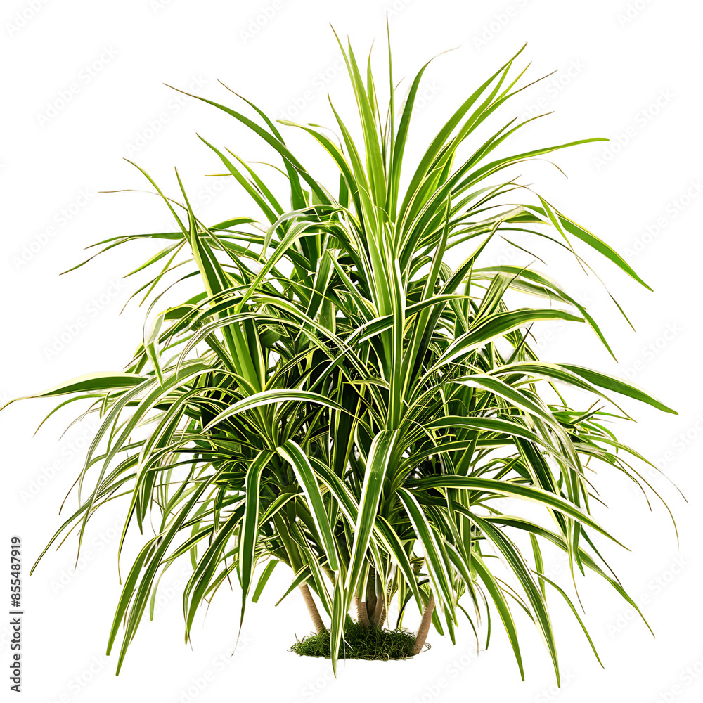 Fototapeta premium Isolated Pandanus Baptistii Variegata Bush on Transparent Background