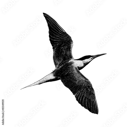 Elegant Tern hand drawing vector isolated on background.
