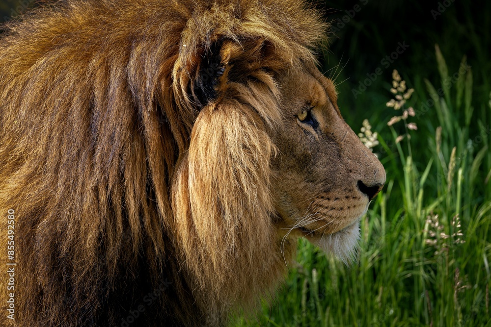 Close-up side profile of a majestic lion with a lush mane in a grassy environment. Close-up side profile of a majestic lion with a lush mane in a grassy environment.