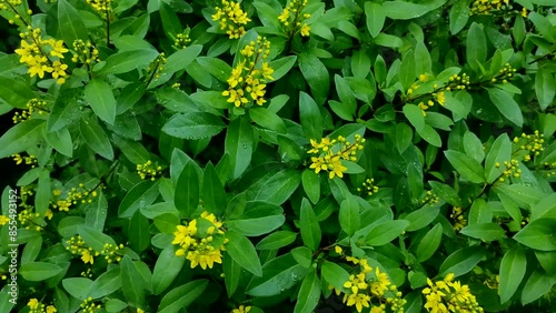 Galphimia gracilis or golden shower flower, the flowers are small yellow. photo