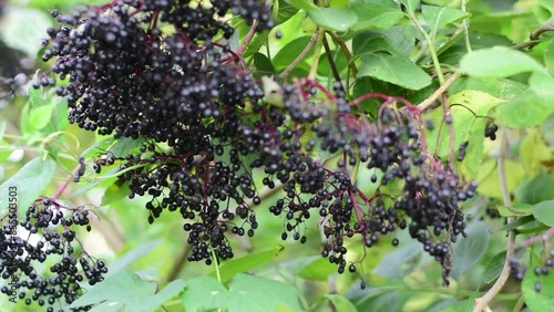 Elder, black elder. European black elderberry background