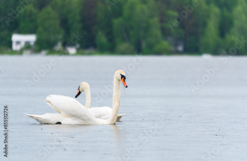 Two Graceful white Swans swimming in the lake, swans in the wild