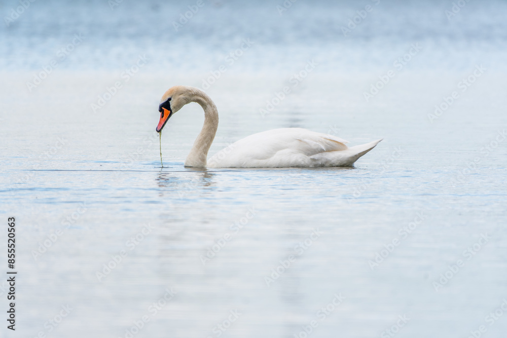 Fototapeta premium Graceful white Swan swimming in the lake, swans in the wild. Portrait of a white swan swimming on a lake.