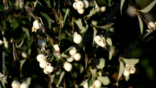 Snow berries. interesting bush, beautiful wild plant photo