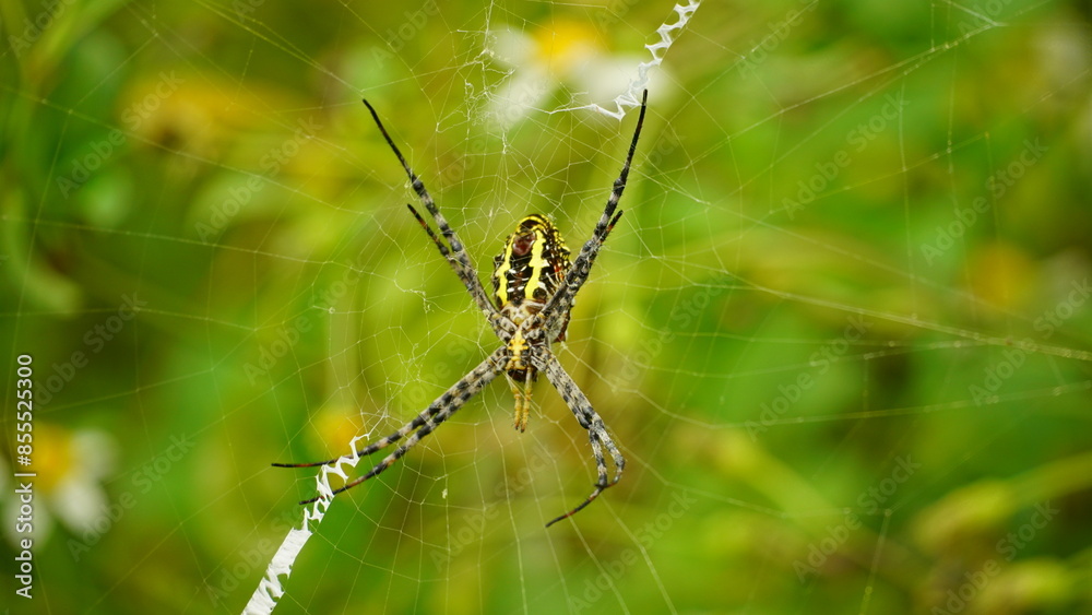 Close-up of Argiope anasuja spider Close-up of Argiope anasuja spider