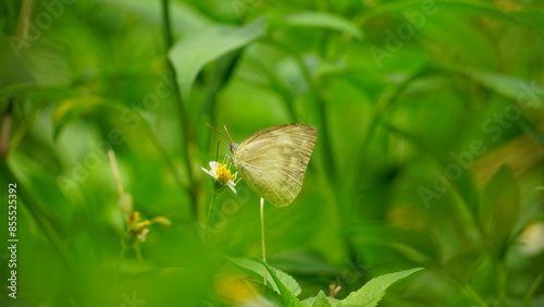 Close-up of Euchrysops butterfly photo