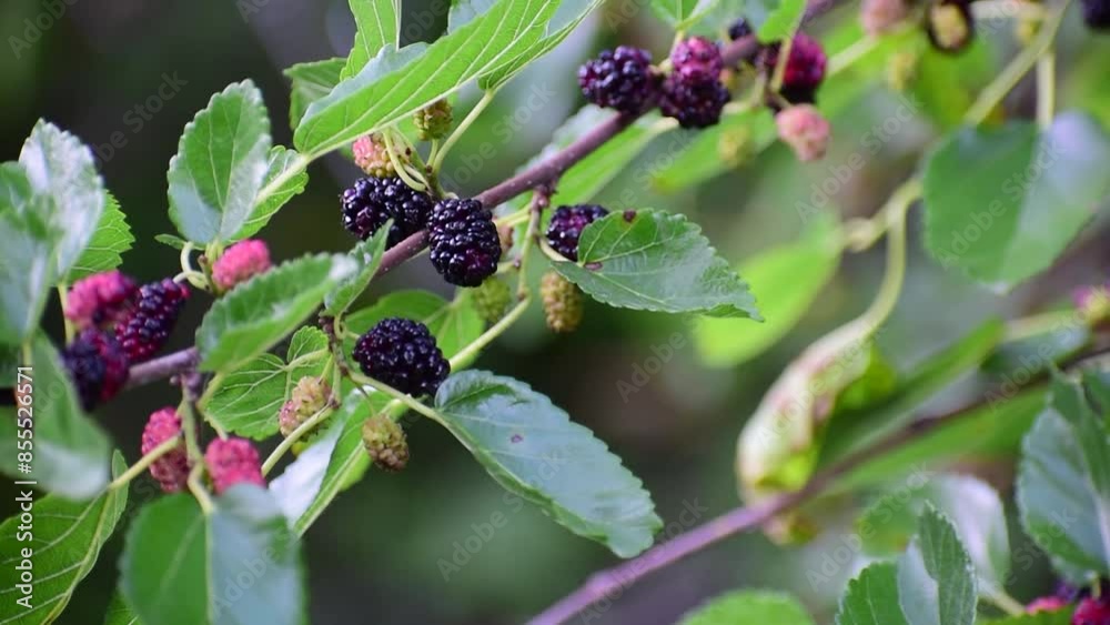 Mulberry branch with green leaves and red and black berries. Mulberry branch with green leaves and red and black berries.