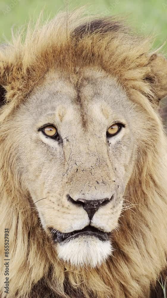 Male Lion Close Up Portrait in Africa, Vertical African Animals Video for Social Media, Instagram Reels and Tiktok on Beautiful African Wildlife Safari in Tanzania in Serengeti National Park Male Lion Close Up Portrait in Africa, Vertical African Animals Video for Social Media, Instagram Reels and Tiktok on Beautiful African Wildlife Safari in Tanzania in Serengeti National Park