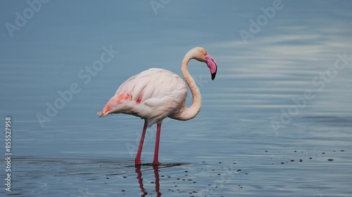 Close Up Flamingo Walking in Lake Water in Africa, Flamingo in Water in Tanzania at Ngorongoro Conservation Area in Ndutu National Park, African Animals on a Wildlife Safari of Amazing Nature photo