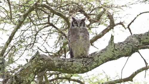 Large Owl Perching on Tree Branch, Verreauxs Eagle Owl, a Big Owl Bird in Tanzania in Africa at Ngorongoro Conservation Area in Ndutu National Park, African Birds and Animals on Safari photo