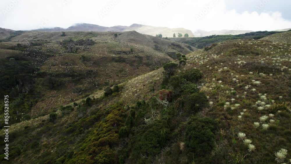Moving drone shot capturing hills with wild plants and herbs during summer morning. Moving drone shot capturing hills with wild plants and herbs during summer morning.