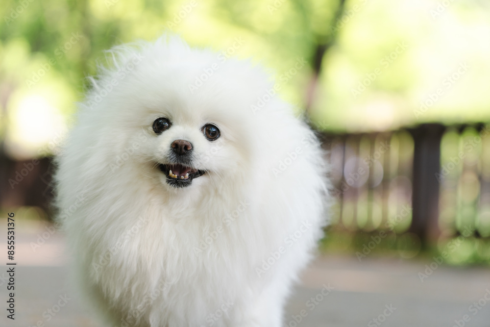 강아지 포메라니안 강아지 포메라니안