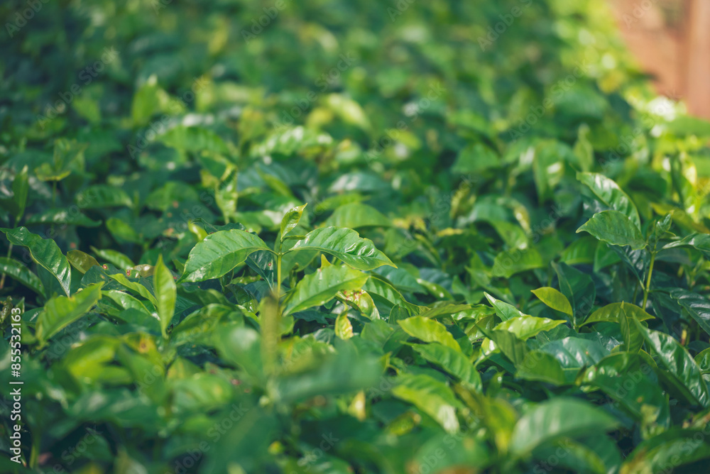 Banner Agriculture Green coffee tree growing berry bean plant. Coffee tree farm growth in eco organic garden. Panorama Fresh coffee bean green leaf bush berry plant arabica garden with copy space Banner Agriculture Green coffee tree growing berry bean plant. Coffee tree farm growth in eco organic garden. Panorama Fresh coffee bean green leaf bush berry plant arabica garden with copy space