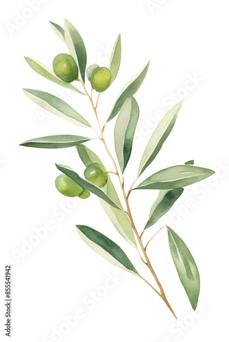 PNG Olive leaf plant olive tree.