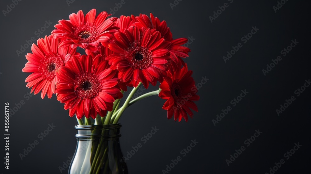 Vibrant Red Gerbera Daisies Blooming in Vase Against Black Background with Studio Lighting Vibrant Red Gerbera Daisies Blooming in Vase Against Black Background with Studio Lighting