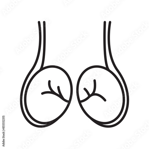 testicles icon, human body anatomy