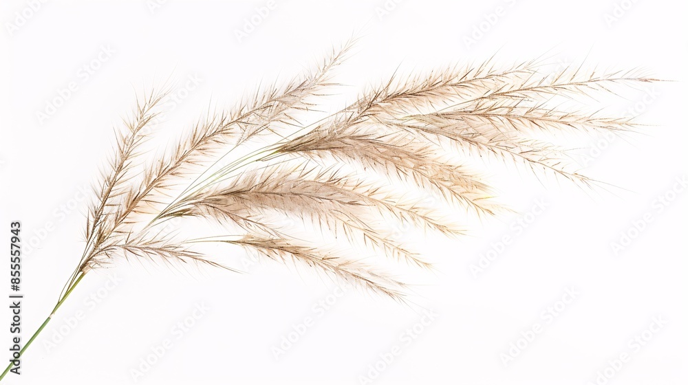 A detailed, high-resolution image of a solitary Nassella tenuissima plant, isolated and frontally presented; the fine, filamentous blades and the feathery, translucent seed plumes are highlighted, A detailed, high-resolution image of a solitary Nassella tenuissima plant, isolated and frontally presented; the fine, filamentous blades and the feathery, translucent seed plumes are highlighted,