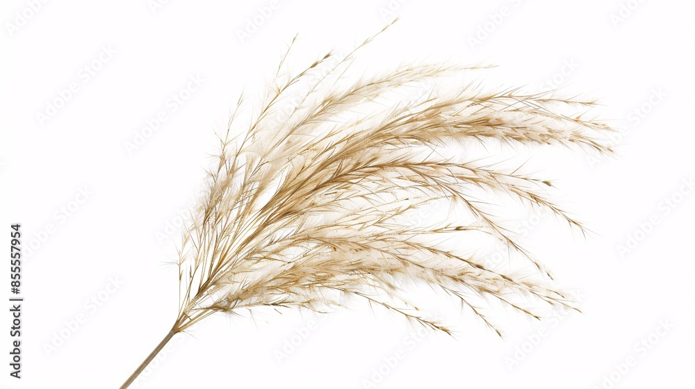 A detailed, high-resolution image of a solitary Nassella tenuissima plant, isolated and frontally presented; the fine, filamentous blades and the feathery, translucent seed plumes are highlighted, A detailed, high-resolution image of a solitary Nassella tenuissima plant, isolated and frontally presented; the fine, filamentous blades and the feathery, translucent seed plumes are highlighted,