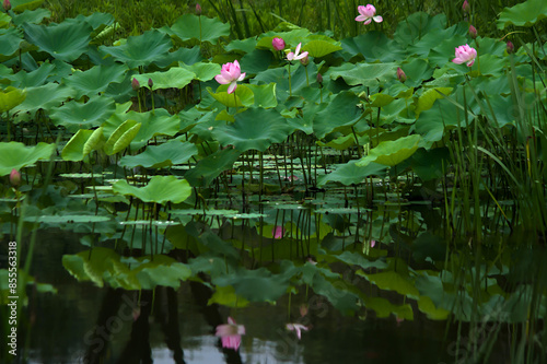 pink lotus flower
