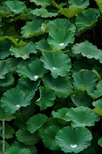 lotus leaves