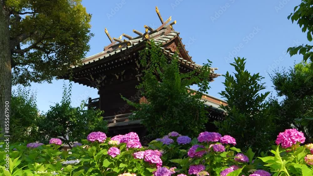 Slow slider over beautifully blooming hydrangea with temple building in background Slow slider over beautifully blooming hydrangea with temple building in background