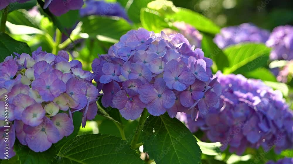 Beautiful hydrangea scenery close up with full bloom flowers Beautiful hydrangea scenery close up with full bloom flowers