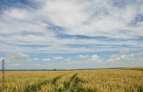 wheat field under blue sky. beautiful landscape with wheat field and blue sky with white clouds
