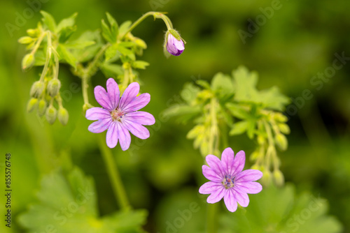 A close-up of Pyrenean geraniums (Geranium pyrenaicum), a flowering plant that grows naturally in fields and forests. A honey-producing plant that is often used in organic gardens and permaculture  photo