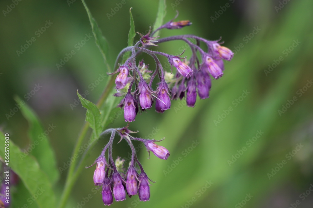 Symphytum Officinale flowering herb, purple common comfrey. Symphytum Officinale flowering herb, purple common comfrey.