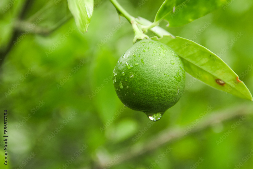 Lime fruit that is still on the tree, green lime as an additional ingredient for drinks Lime fruit that is still on the tree, green lime as an additional ingredient for drinks