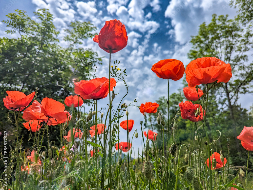 Obraz premium Poppies (corn poppy) in green grass. Poppy field against a blue sky with clouds