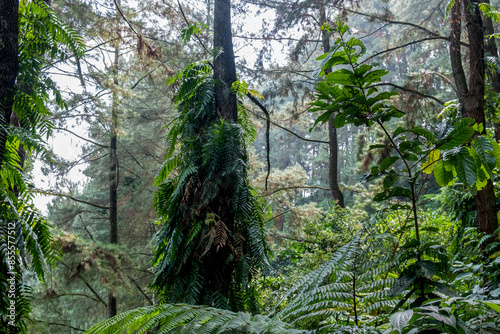 Lush green forest in the Nangka waterfall forest area. Indonesia.