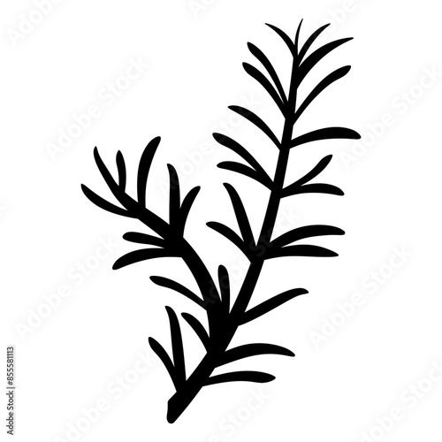 rosemary