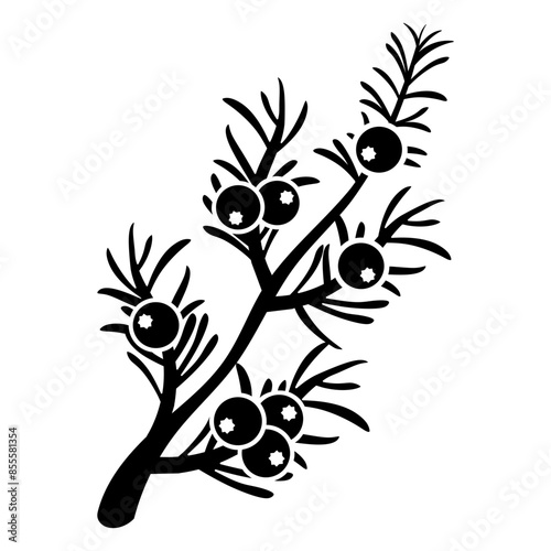 juniper