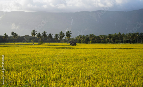 Tableau sur toile A hut in the middle of vast paddy fields at Kollengode, Palakkad - A Kerala, Tamil Nadu border village famous for its beautiful stretch of paddy fields, mountain views and waterfalls