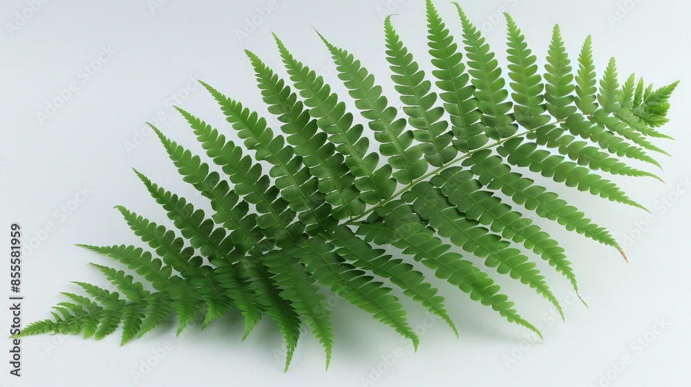 Green fern leaf on white background with text space Green fern leaf on white background with text space