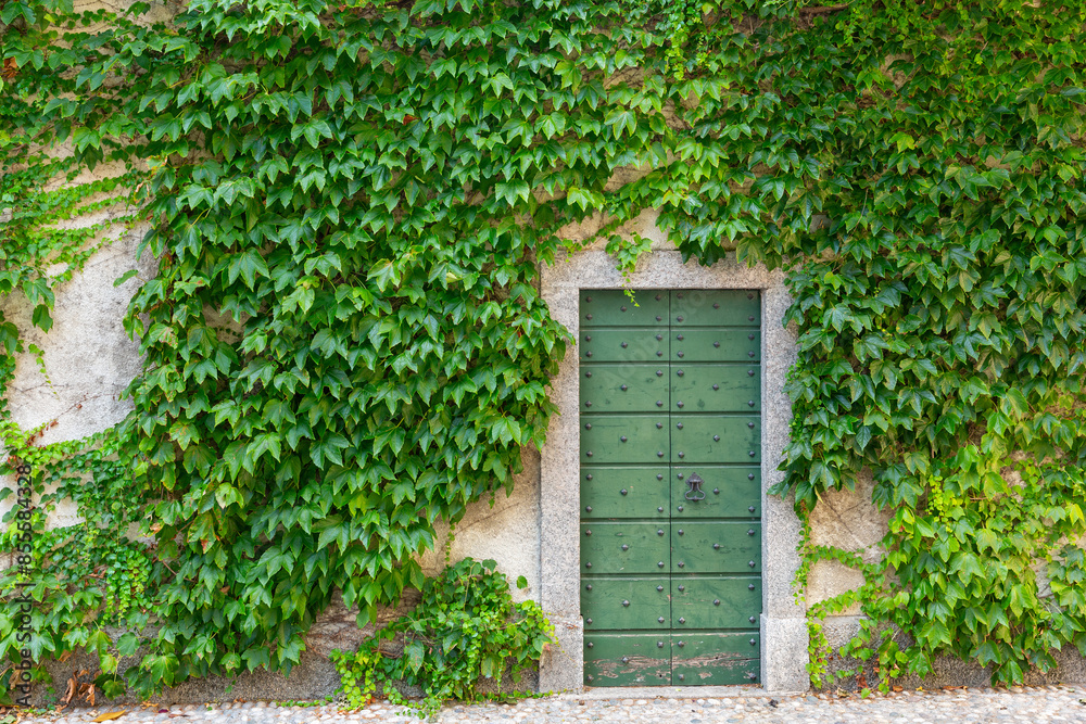 Green door surrounded by ivy in Varenna, Lake Como, Italy Green door surrounded by ivy in Varenna, Lake Como, Italy